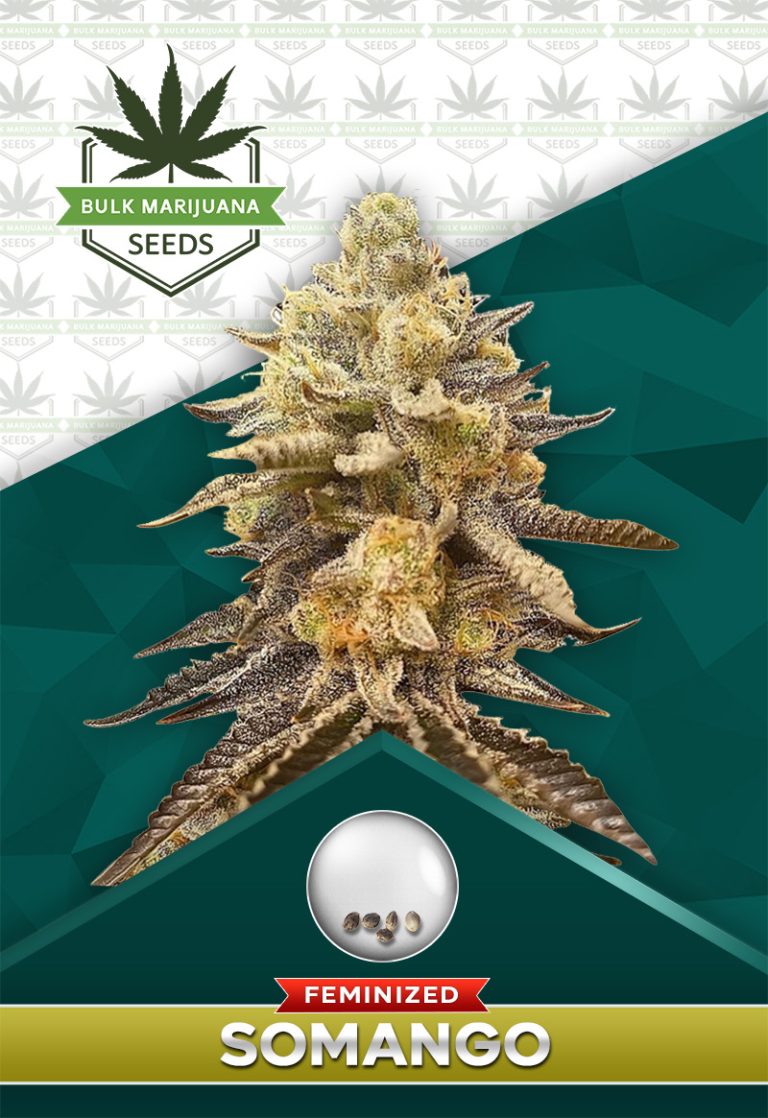 Somango Strain Feminized Marijuana Seeds
