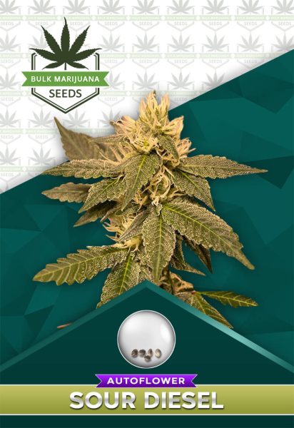 Sour Diesel Strain Autoflower