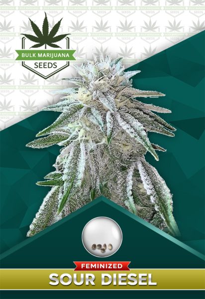 Sour Diesel Feminized Marijuana Seeds