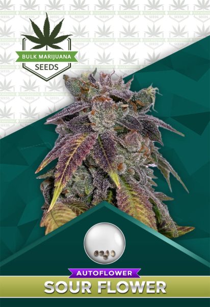 Sour Flower Strain Autoflower