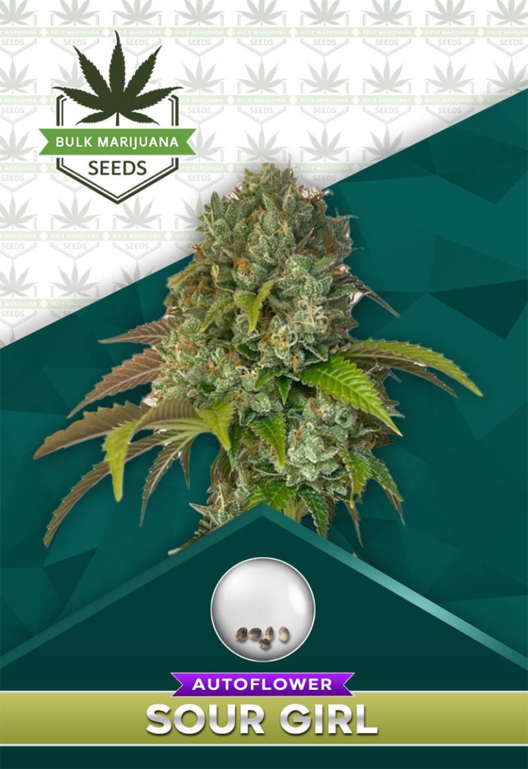 Sour Girl Strain Autoflower