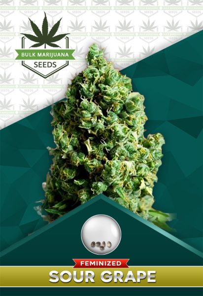Sour Grape Strain Feminized Marijuana Seeds