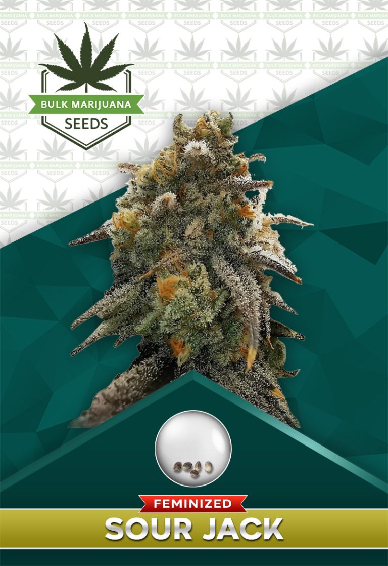 Sour Jack Strain Feminized Marijuana Seeds