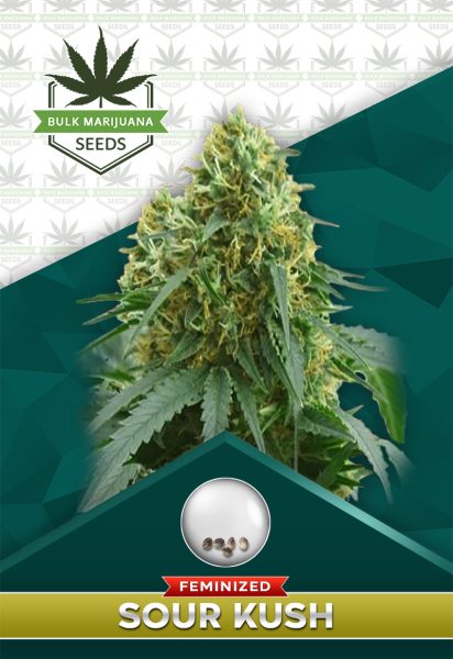 Sour Kush Feminized Marijuana Seeds