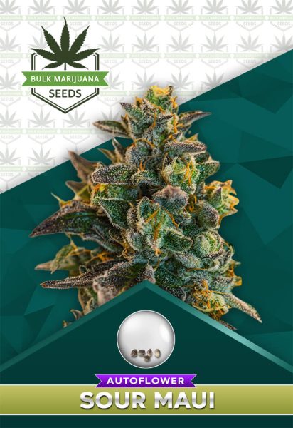 Sour Maui Strain Autoflower