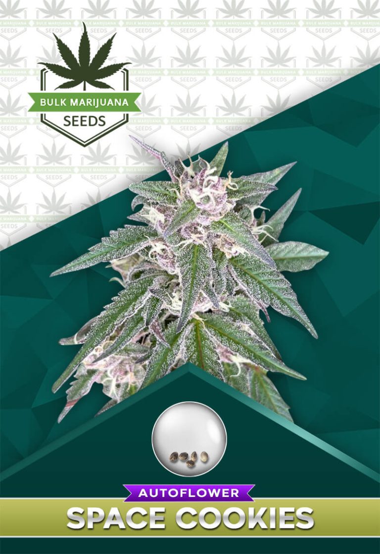 Space Cookies Strain Autoflower