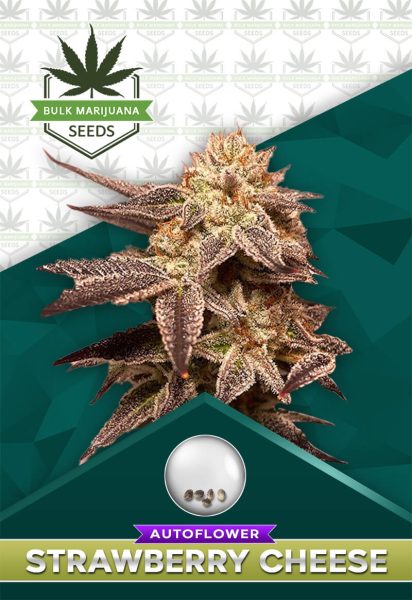 Strawberry Cheese Strain Autoflower