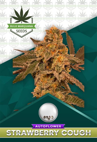 Strawberry Cough Strain Autoflower