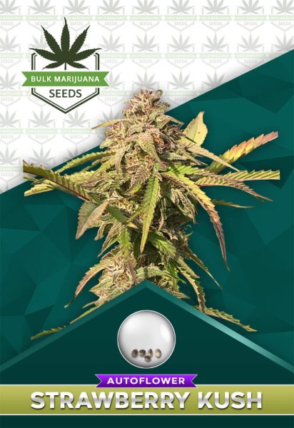 Strawberry Kush Autoflower