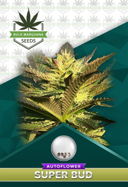 Super Bud Strain Autoflower