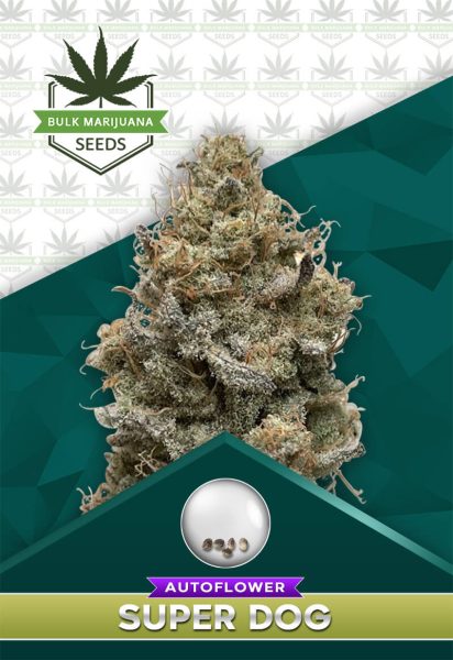 Super Dog Strain Autoflower