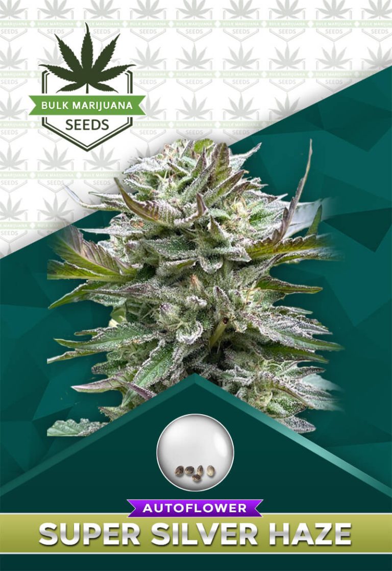 Super Silver Haze Autoflower