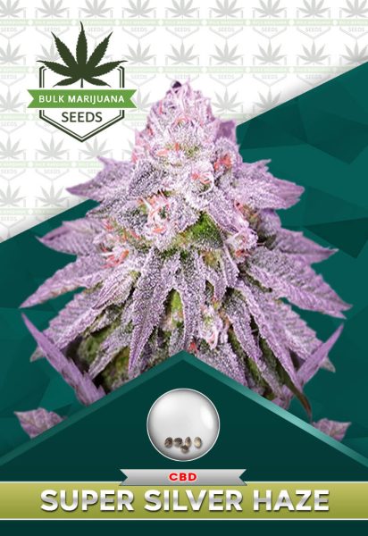 Super Silver Haze Strain CBD