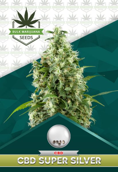 Super Silver Strain CBD