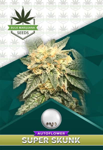 Super Skunk Strain Autoflower