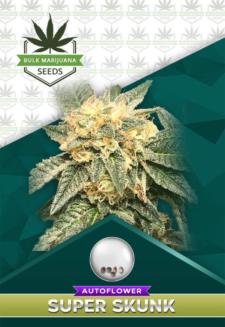 Super Skunk Strain Autoflower