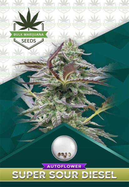 Super Sour Diesel Strain Autoflower