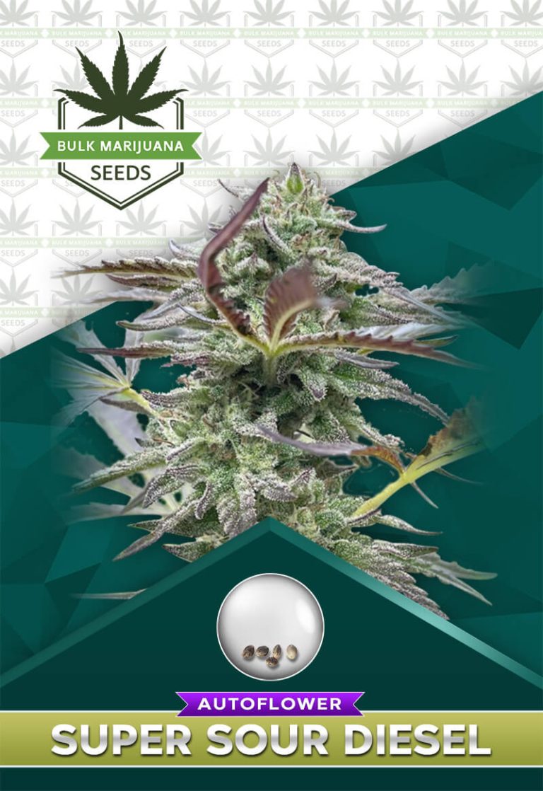 Super Sour Diesel Strain Autoflower