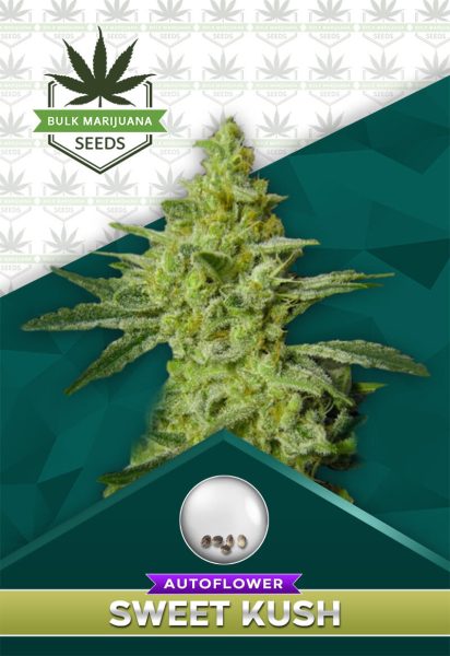 Sweet Kush Autoflower