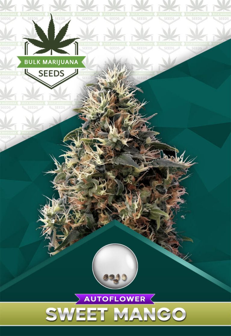 Sweet Mango Strain Autoflower