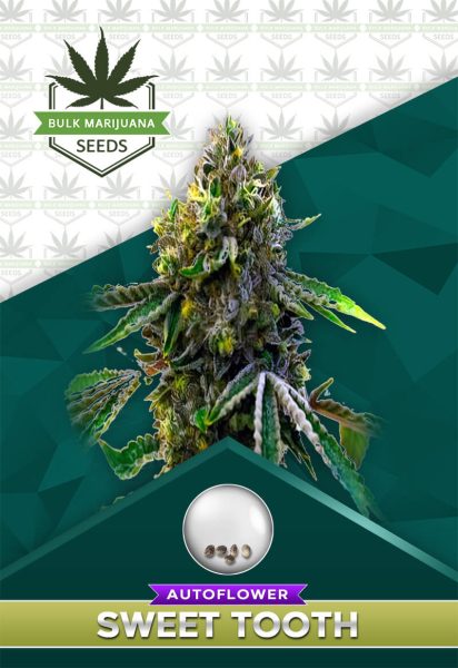 Sweet Tooth Strain Autoflower