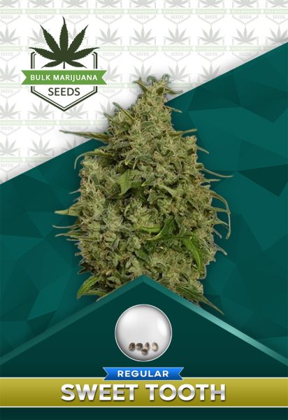 Sweet Tooth Strain Regular Marijuana Seeds