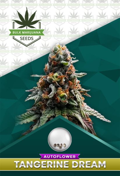 Tangerine Dream Strain Autoflowering