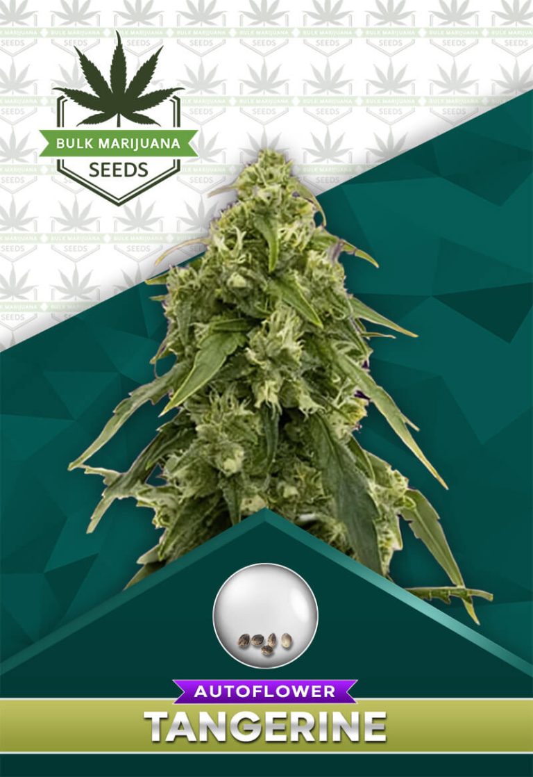 Tangerine Strain Autoflower