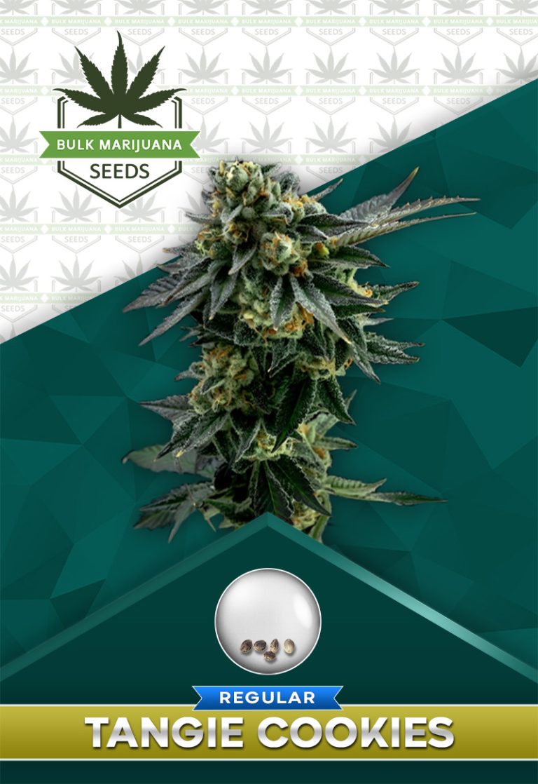 Tangie Cookies Strain Regular Marijuana Seeds