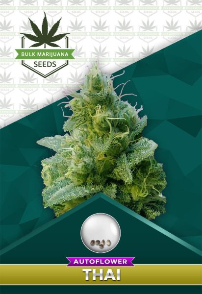 Thai Strain Autoflowering