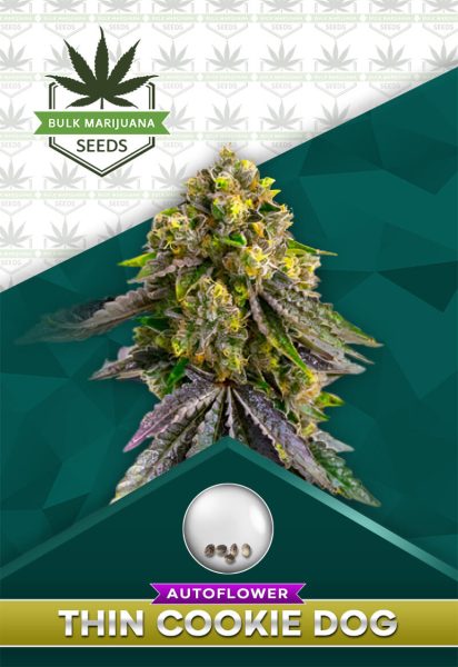 Thin Cookie Dog Strain Autoflowering