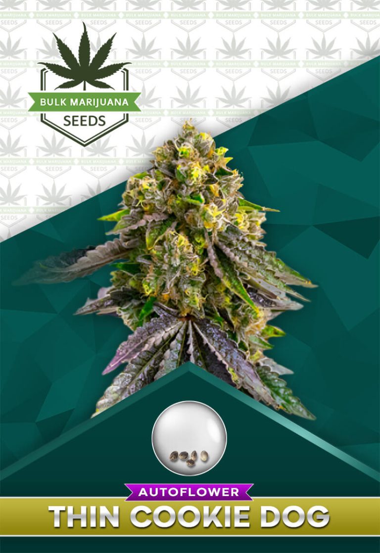 Thin Cookie Dog Strain Autoflowering