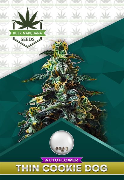 Thin Mint Strain Autoflowering