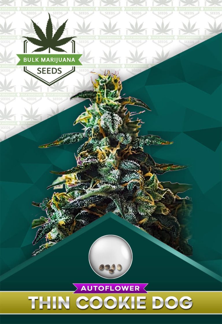 Thin Mint Strain Autoflowering