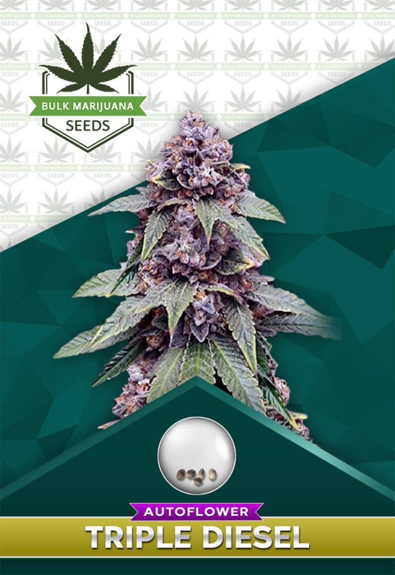 Triple Diesel Strain Autoflowering