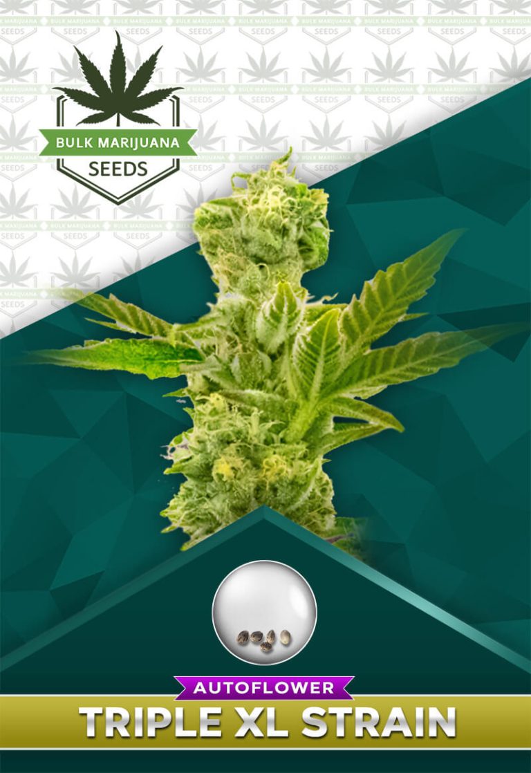 Triple XL Strain Autoflowering