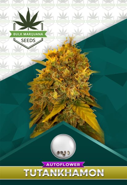 Tutankhamon Strain Autoflowering