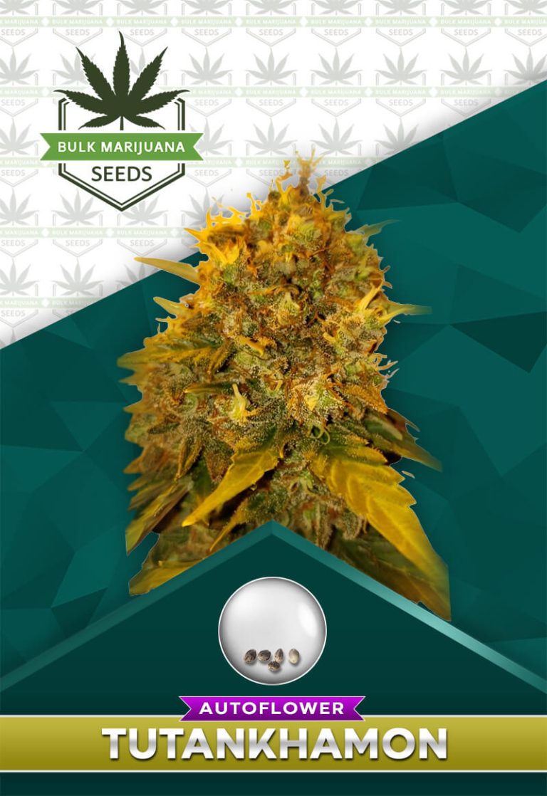 Tutankhamon Strain Autoflowering