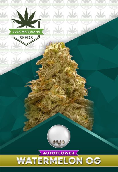 Watermelon OG Strain Autoflowering