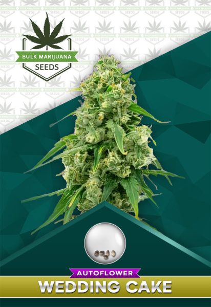 Wedding Cake Strain Autoflowering