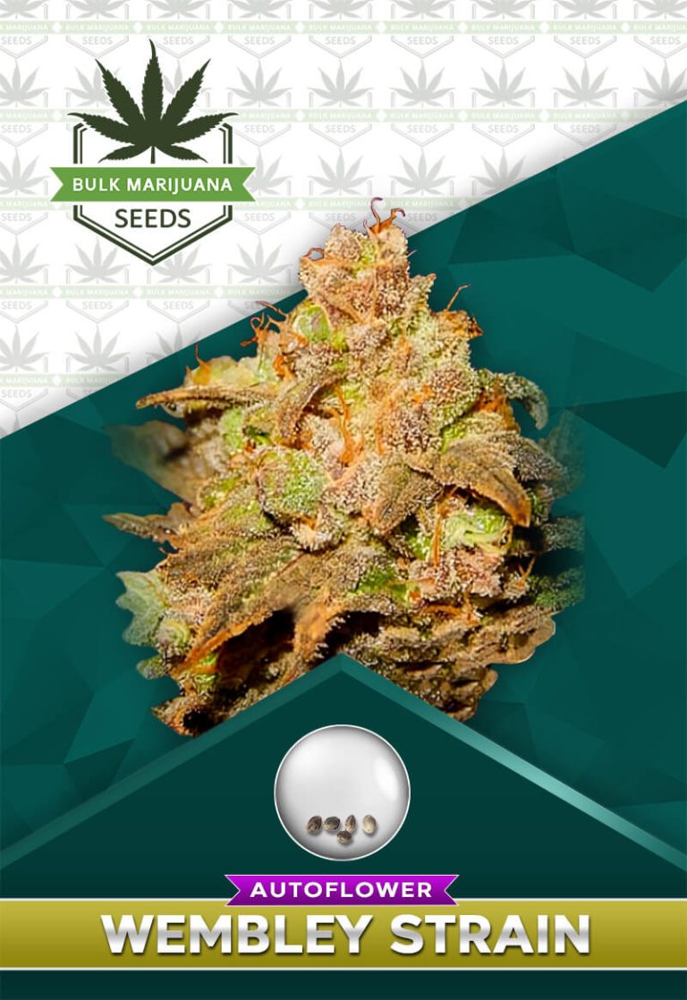 Wembley Strain Autoflowering