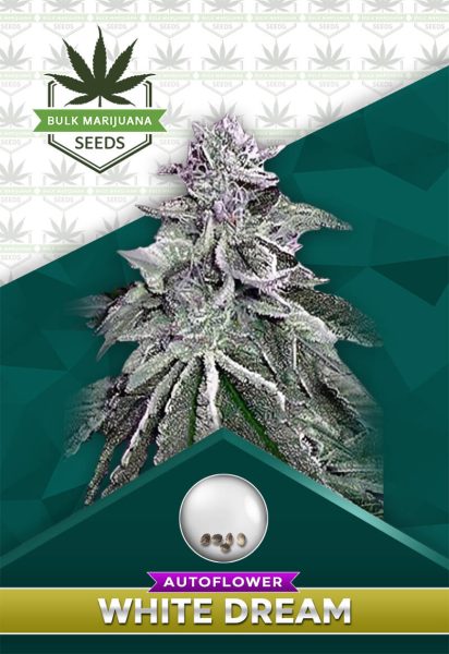 White Dream Strain Autoflowering