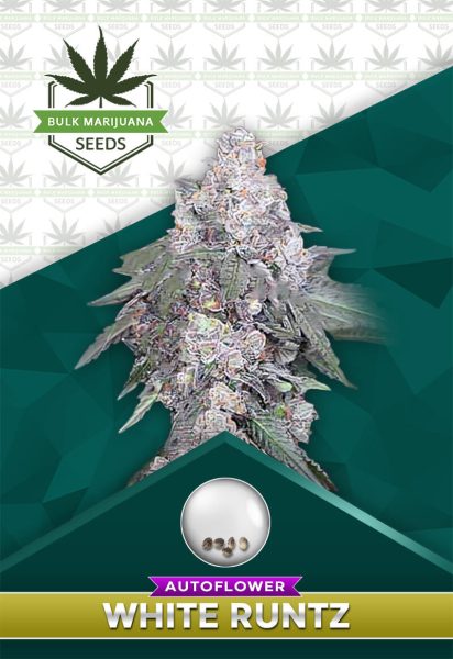 White Runtz Strain Autoflowering
