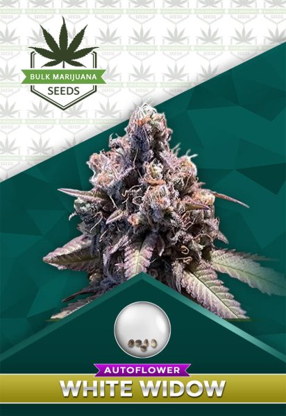 White Widow Strain Autoflowering