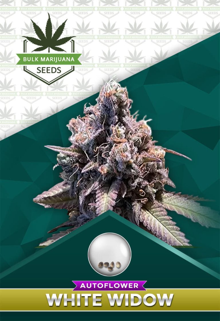 White Widow Strain Autoflowering