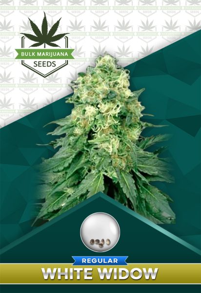White Widow Strain Regular Marijuana Seeds