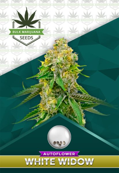 Yumbolt Strain Autoflowering