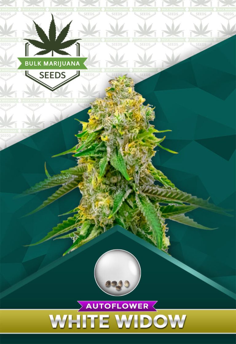 Yumbolt Strain Autoflowering