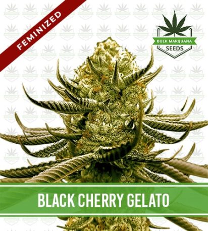 Black Cherry Gelato Strain Feminized