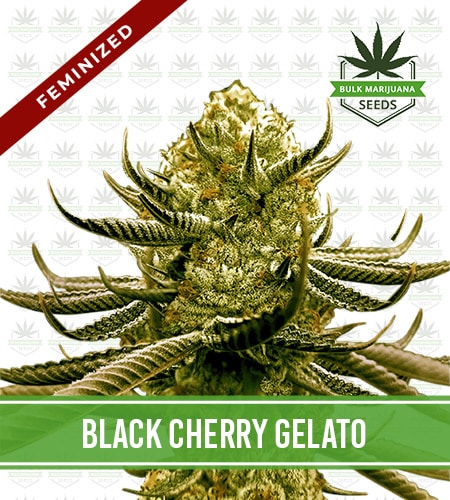 Black Cherry Gelato Strain Feminized